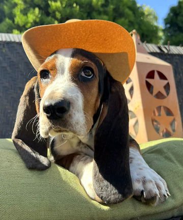 ROOSTER - ADOPTION PENDING! - Photo 4