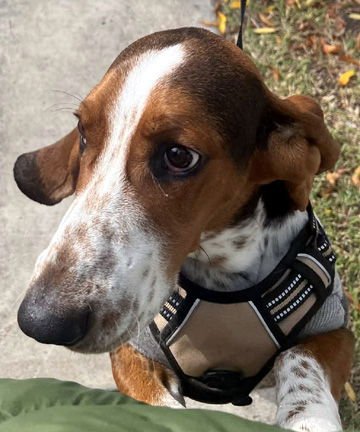 ROOSTER - ADOPTION PENDING! - Photo 5