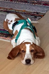 SAM - ADOPTION PENDING! - Photo 1