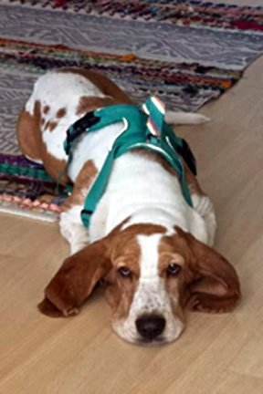 SAM - ADOPTION PENDING! - Basset Hound available for adoption