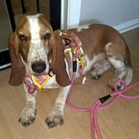 SAM - ADOPTION PENDING! - Photo 2