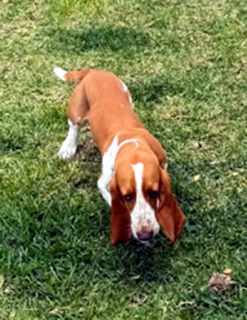 DENNIS - Basset Hound available for adoption