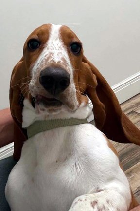 DENNIS - Basset Hound available for adoption