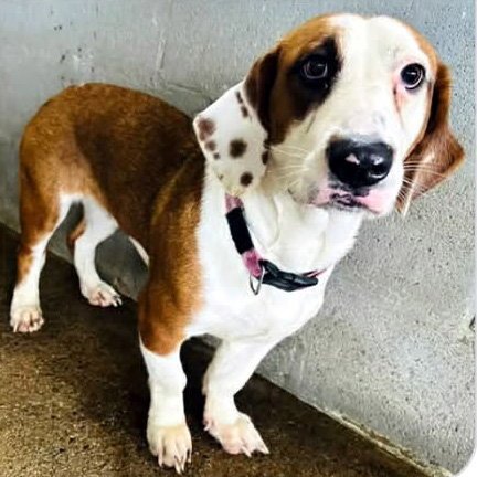 PRINCESS - ADOPTION PENDING! - Basset Hound / Beagle available for adoption