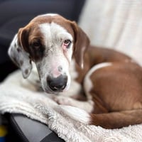 PRINCESS - ADOPTION PENDING! - Photo 2