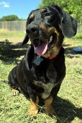 CARLA - ADOPTION PENDING!
