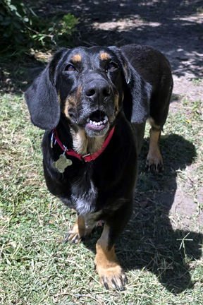 CARLA - ADOPTION PENDING! - Basset Hound / German Shepherd Dog available for adoption