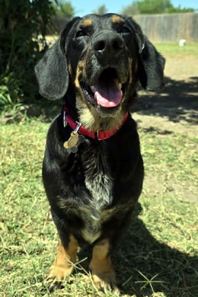CARLA - ADOPTION PENDING! - Photo 3