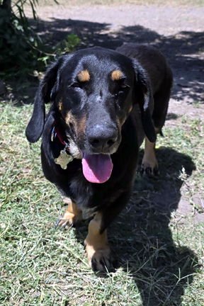 CARLA - ADOPTION PENDING! - Photo 4