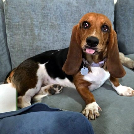 DAISY - ADOPTION PENDING! Image