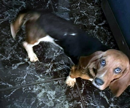 DAISY - ADOPTION PENDING! - Basset Hound available for adoption