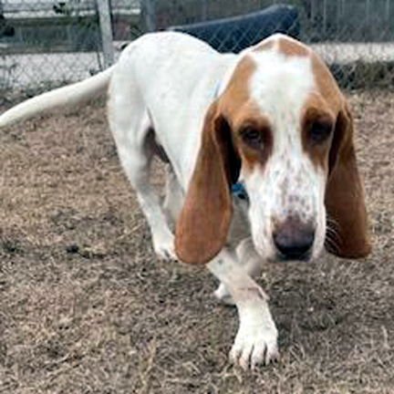CHARLIE - Basset Hound available for adoption
