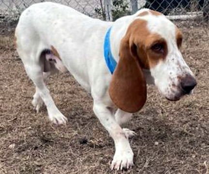 CHARLIE - Basset Hound available for adoption
