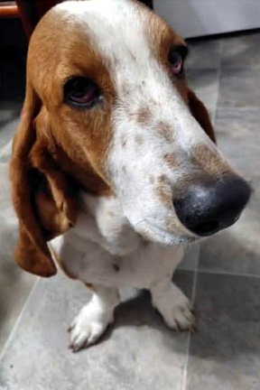 BONNIE - Basset Hound available for adoption