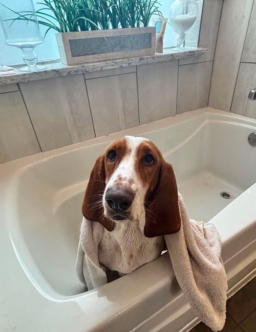 RHEA - Basset Hound available for adoption