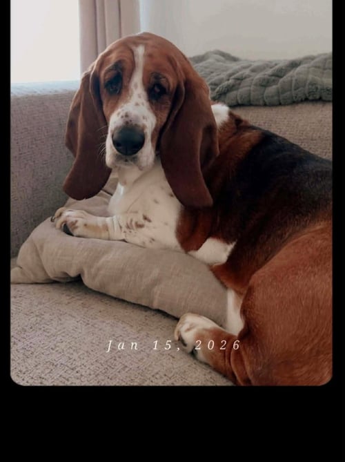 LUCY - Basset Hound available for adoption