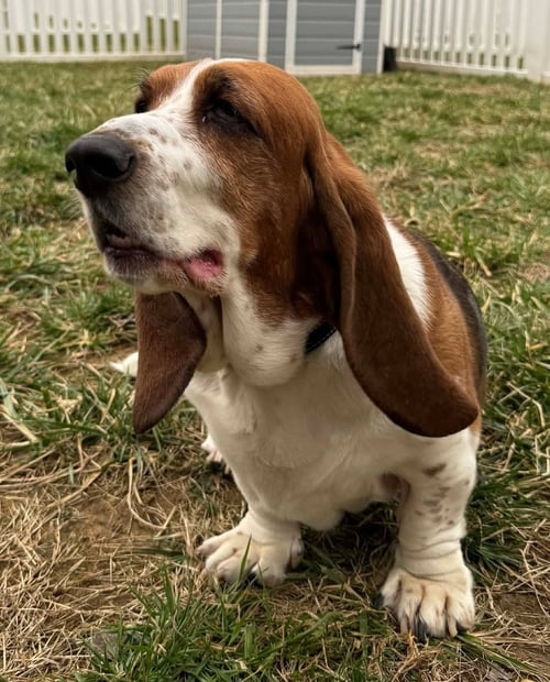 LUCY - Basset Hound available for adoption