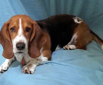 HAZEL - Basset Hound available for adoption