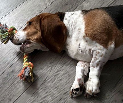 HAZEL - Basset Hound available for adoption