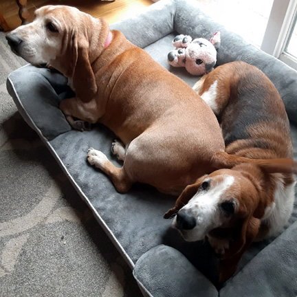 FRED & ELLIE - ADOPTION PENDING!