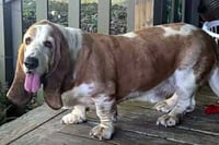 RAMSEY - ADOPTION PENDING! - Photo 1