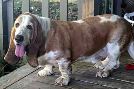 RAMSEY - ADOPTION PENDING!