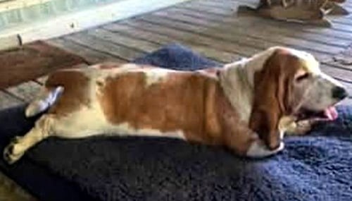 RAMSEY - ADOPTION PENDING! - Basset Hound available for adoption