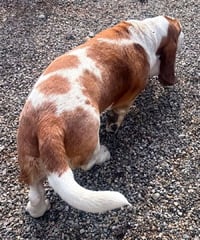 RAMSEY - ADOPTION PENDING! - Photo 3
