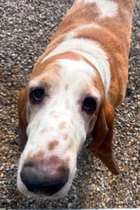 RAMSEY - ADOPTION PENDING! - Photo 4