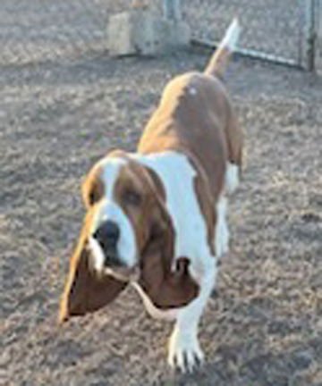 GARRETT - ADOPTION PENDING! - Basset Hound available for adoption