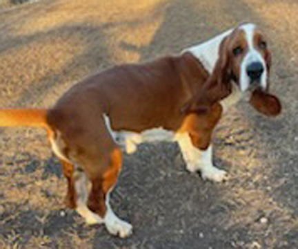 GARRETT - ADOPTION PENDING! - Basset Hound available for adoption