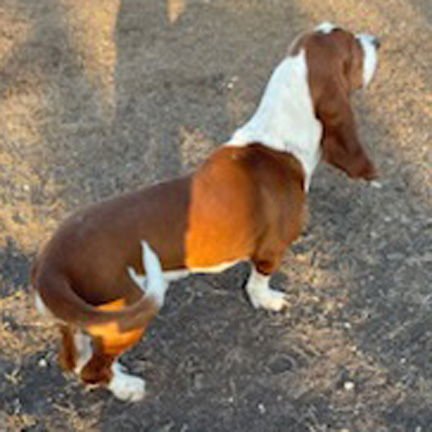 GARRETT - ADOPTION PENDING! - Photo 3