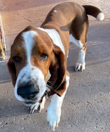 GARRETT - ADOPTION PENDING! - Photo 4