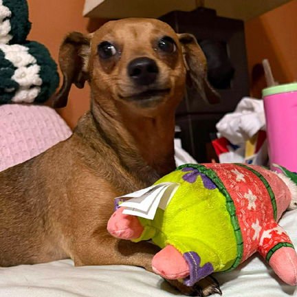 ANGEL - ADOPTION PENDING! - Chihuahua / Dachshund available for adoption