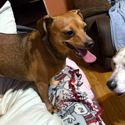 ANGEL - ADOPTION PENDING! - Photo 3