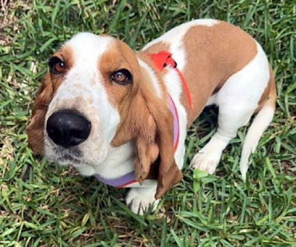 JOLENE - ADOPTION PENDING! Image