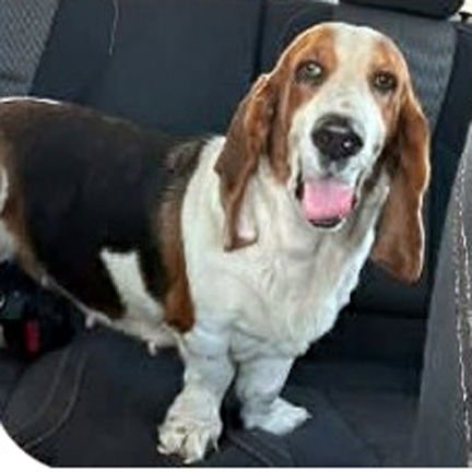 DIXIE - ADOPTION PENDING! - Basset Hound available for adoption