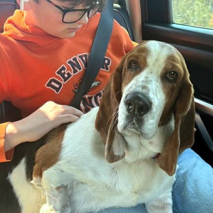 DIXIE - ADOPTION PENDING! - Basset Hound available for adoption