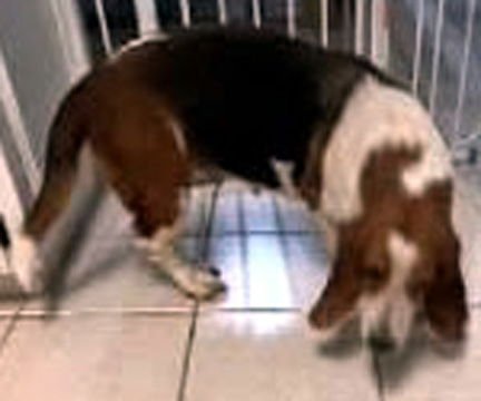 DIXIE - ADOPTION PENDING! - Photo 3