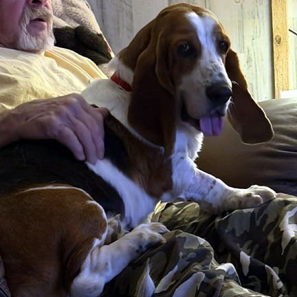 DIXIE - ADOPTION PENDING! - Photo 4