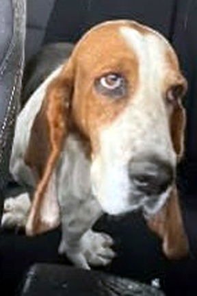 DIXIE - ADOPTION PENDING! - Photo 5