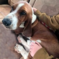 CASEY - ADOPTION PENDING! - Photo 1
