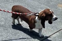 CASEY - ADOPTION PENDING! - Photo 2