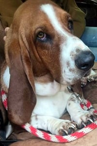 CASEY - ADOPTION PENDING! - Photo 3