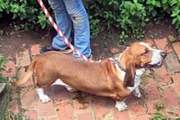 CASEY - ADOPTION PENDING! - Photo 4