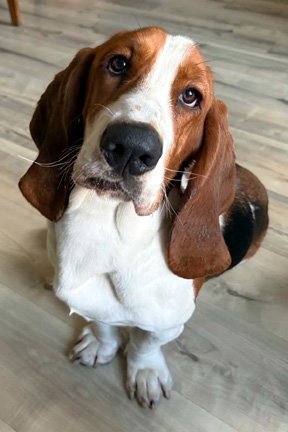LEON - ADOPTION PENDING!