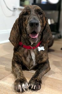 TIGER aka REESE - ADOPTION PENDING! - Photo 1