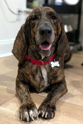 TIGER AKA REESE - ADOPTION PENDING! - Basset Hound / Plott Hound available for adoption