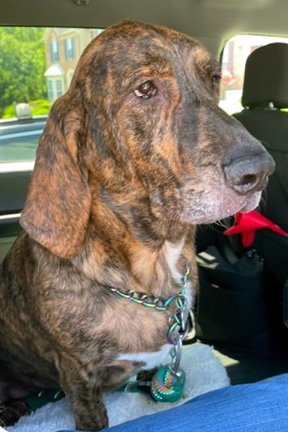 TIGER AKA REESE - ADOPTION PENDING! - Basset Hound / Plott Hound available for adoption