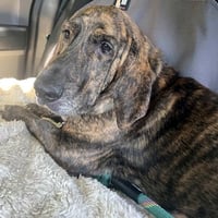 TIGER aka REESE - ADOPTION PENDING! - Photo 3